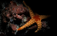 Noduled Sea Star (Fromia nodosa) Poster Print from the Maldives by Steve Jones.