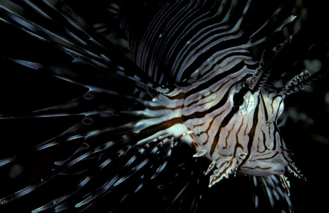 Front view of an Indian lionfish (Pterois miles) poster print.