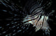 Front view of an Indian lionfish (Pterois miles) poster print.