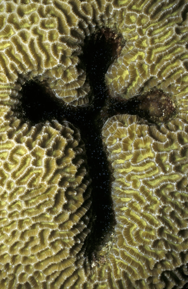 Natural Coral Formation in the Shape of a Cross by Steve Jones - Poster Print