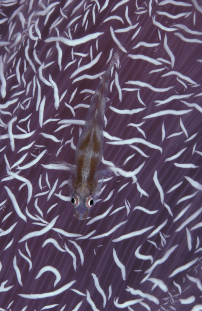 Goby fish on soft coral in the Maldives - poster print by Steve Jones.