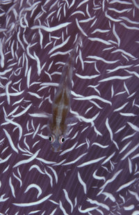Goby fish on soft coral in the Maldives - poster print by Steve Jones.