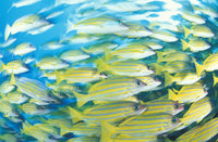 School of Bluestripe Snapper Poster Print in South Ari Atoll, Maldives