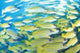 School of Bluestripe Snapper Poster Print in South Ari Atoll, Maldives