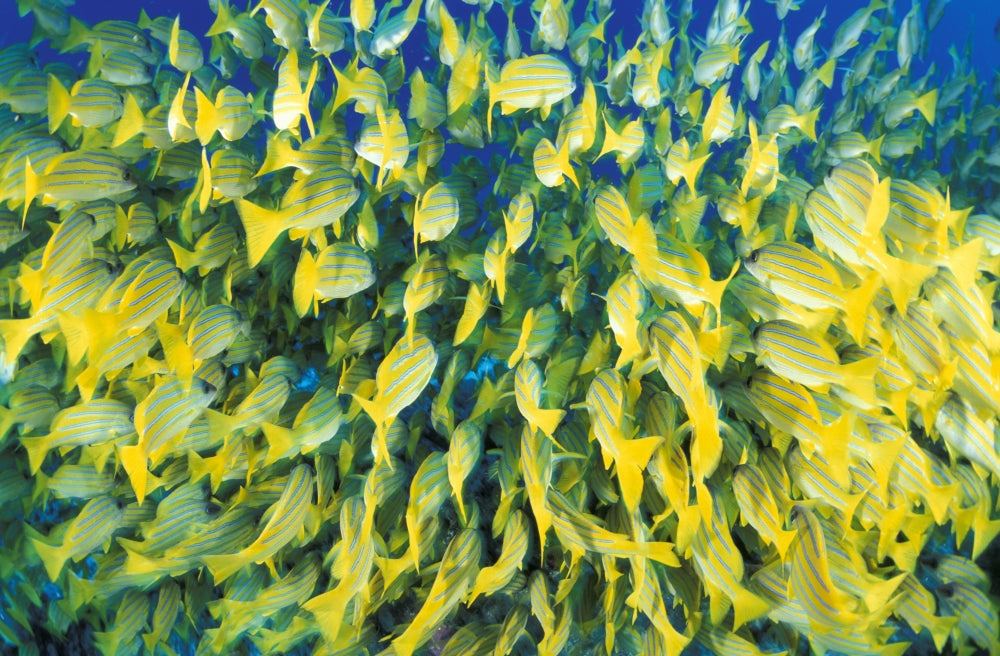 Blue-striped snapper schooling in South Ari Atoll, Maldives poster print