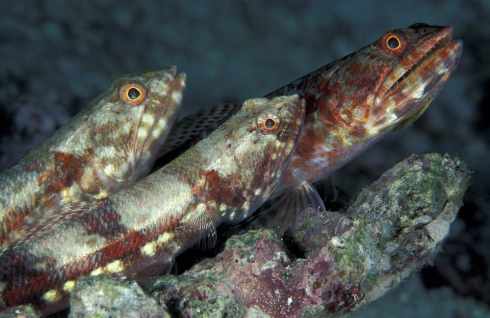Benthic Gracile Lizardfish Poster Print featuring three lizardfish in the Maldives.