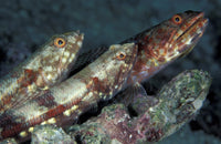 Benthic Gracile Lizardfish Poster Print featuring three lizardfish in the Maldives.