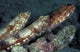 Benthic Gracile Lizardfish Poster Print featuring three lizardfish in the Maldives.