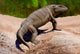 Seymouria Baylorensis from the Paleozoic Era Poster Print by Sergey Krasovskiy.