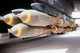 M-117 Bombs Loaded Onto a B-52G Stratofortress Poster Print