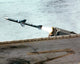 RIM-7M Sea Sparrow missile fired from USS Essex - military poster print