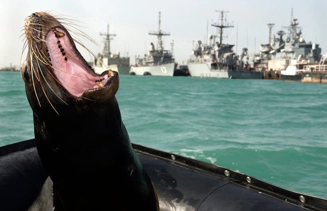 California sea lion showing teeth poster print by Stocktrek Images.