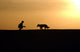 Military working dog and handler poster print by Stocktrek Images.