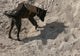 Military working dog searching for simulated explosives poster print