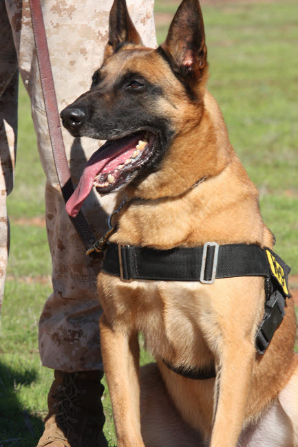 Military Working Dog Pants in the Hot Sun Poster Print by Stocktrek Images