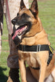 Military Working Dog Pants in the Hot Sun Poster Print by Stocktrek Images