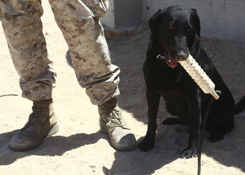 Black Labrador sitting with a chew toy next to its handler.