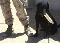 Black Labrador sitting with a chew toy next to its handler.