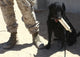 Black Labrador sitting with a chew toy next to its handler.