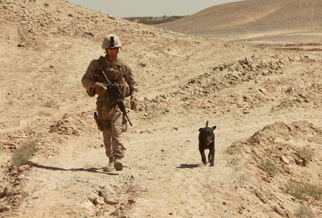 Explosives Detection Dog Patrol Poster Print by Stocktrek Images