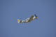 P-51 Mustang in flight poster print showcasing aviation art.