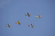 Vintage Warbirds Flying in Formation Poster Print showcasing restored aircraft near Lakeland, Florida.