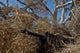 Soldier demonstrating camouflaged ghillie suit blending into surroundings poster print.