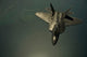 US Air Force F-22 Raptor Poster Print by Stocktrek Images