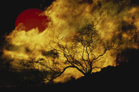 Lone Tree and Red Sun Poster Print showcasing nature's beauty.