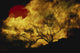 Lone Tree and Red Sun Poster Print showcasing nature's beauty.