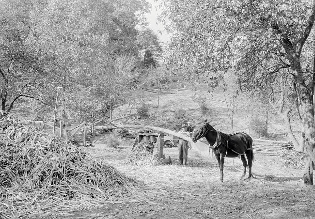 Grinding Sorghum Cane Near Andersonville, Tennessee, 1933 Poster Print