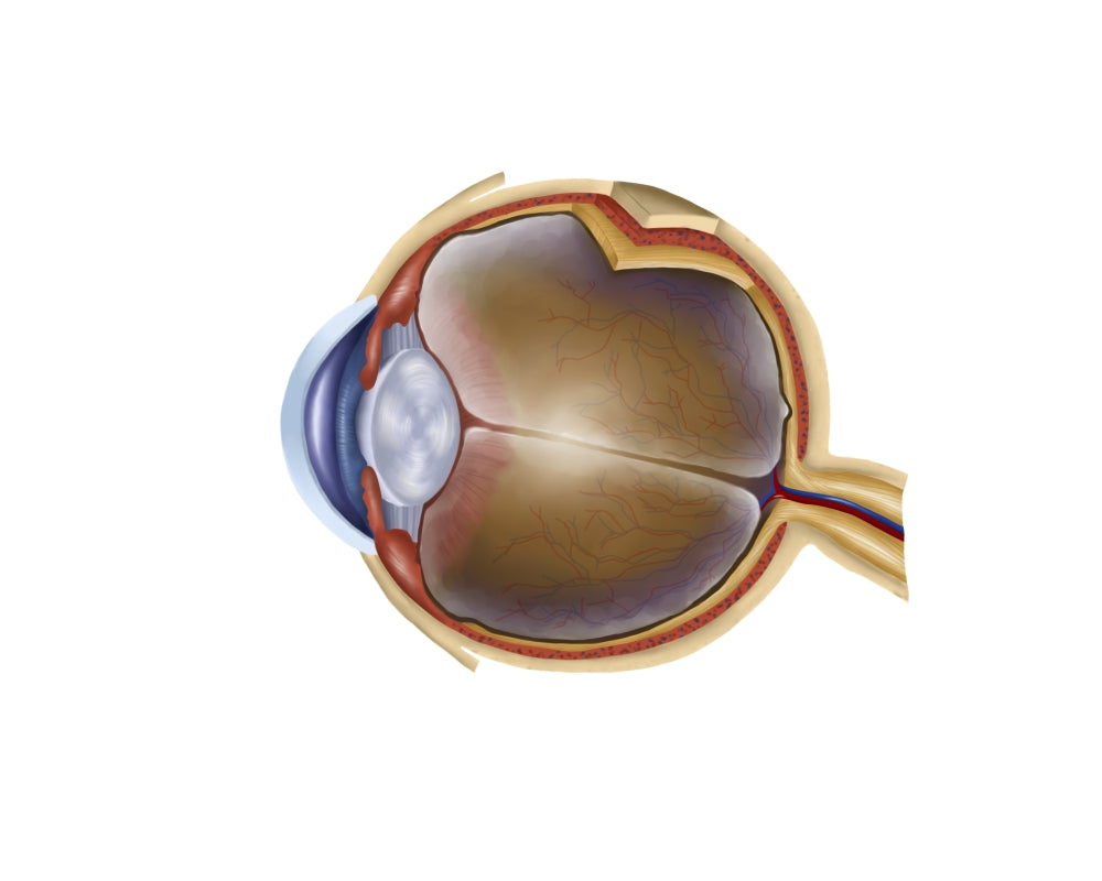 Anatomy of the Human Eye Poster Print educational art