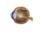 Anatomy of the Human Eye Poster Print educational art