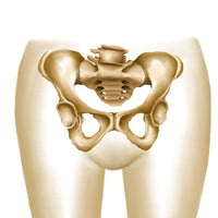 Anatomy of Female Hips and Pelvic Bones Poster Print