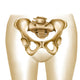 Anatomy of Female Hips and Pelvic Bones Poster Print