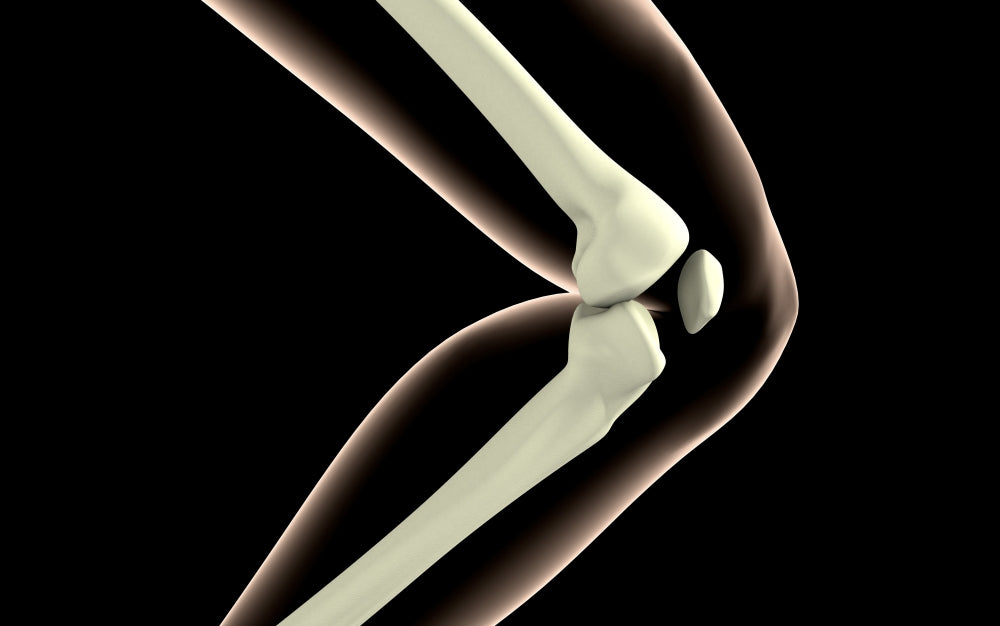 X-Ray image of human knee anatomy poster print.