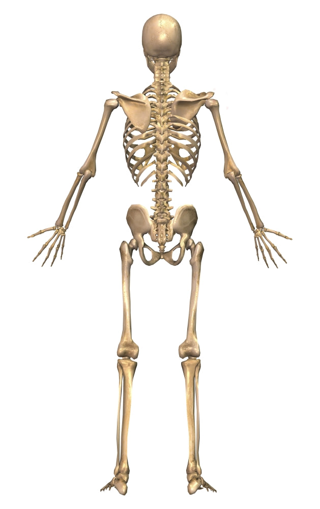 Human Skeletal System Back View Poster Print showcasing anatomical details.