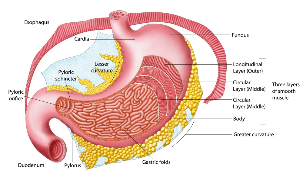 Anatomy of the Human Stomach Poster Print - Educational Art