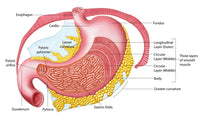 Anatomy of the Human Stomach Poster Print - Educational Art