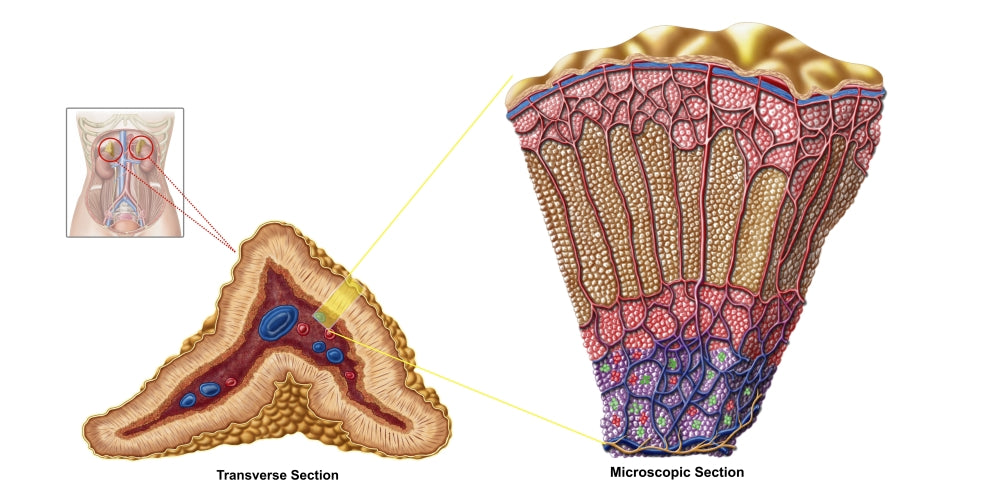 Anatomy of Adrenal Gland Cross Section Poster Print