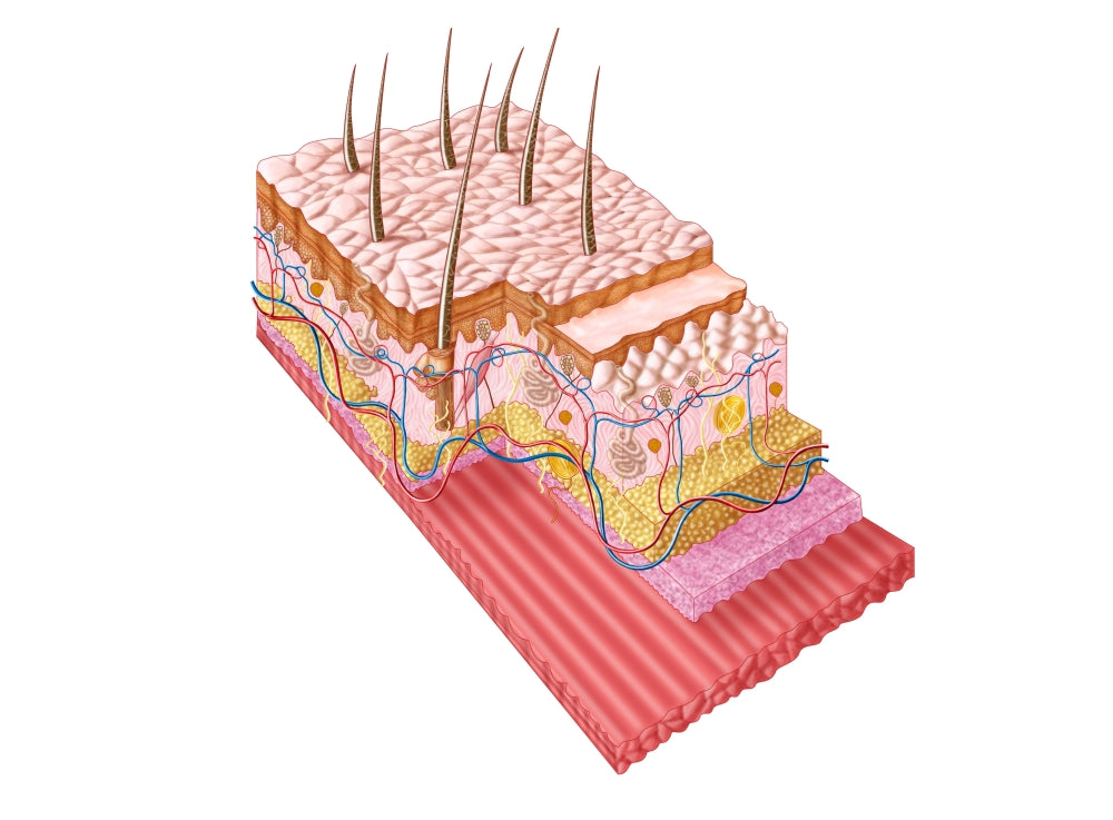 Anatomy of the Human Skin Poster Print showcasing detailed skin layers.