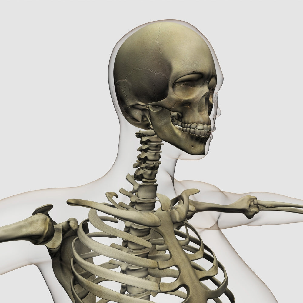 Medical illustration of a woman's skull and skeletal system poster print.