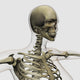 Medical illustration of a woman's skull and skeletal system poster print.