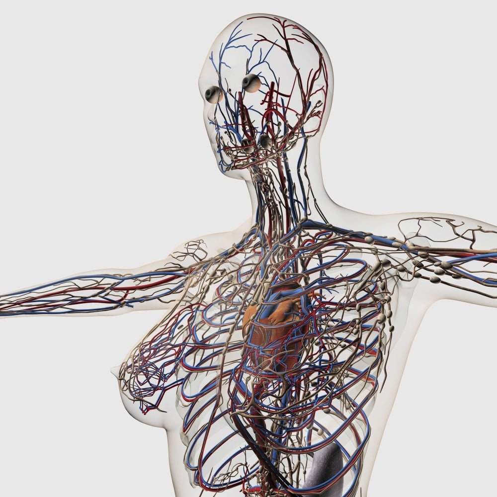 Medical illustration of arteries, veins, and lymphatic system - profile view of female chest area.