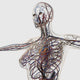 Medical illustration of arteries, veins, and lymphatic system - profile view of female chest area.