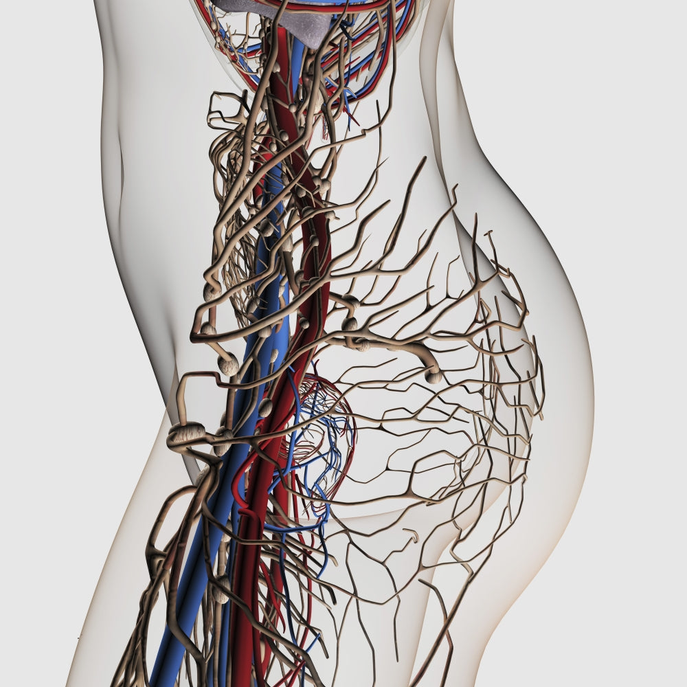 Medical illustration of arteries, veins, and lymphatic system in female midsection poster print.