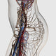 Medical illustration of arteries, veins, and lymphatic system in female midsection poster print.