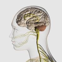 Close-up medical illustration of the human nervous system and brain poster print.