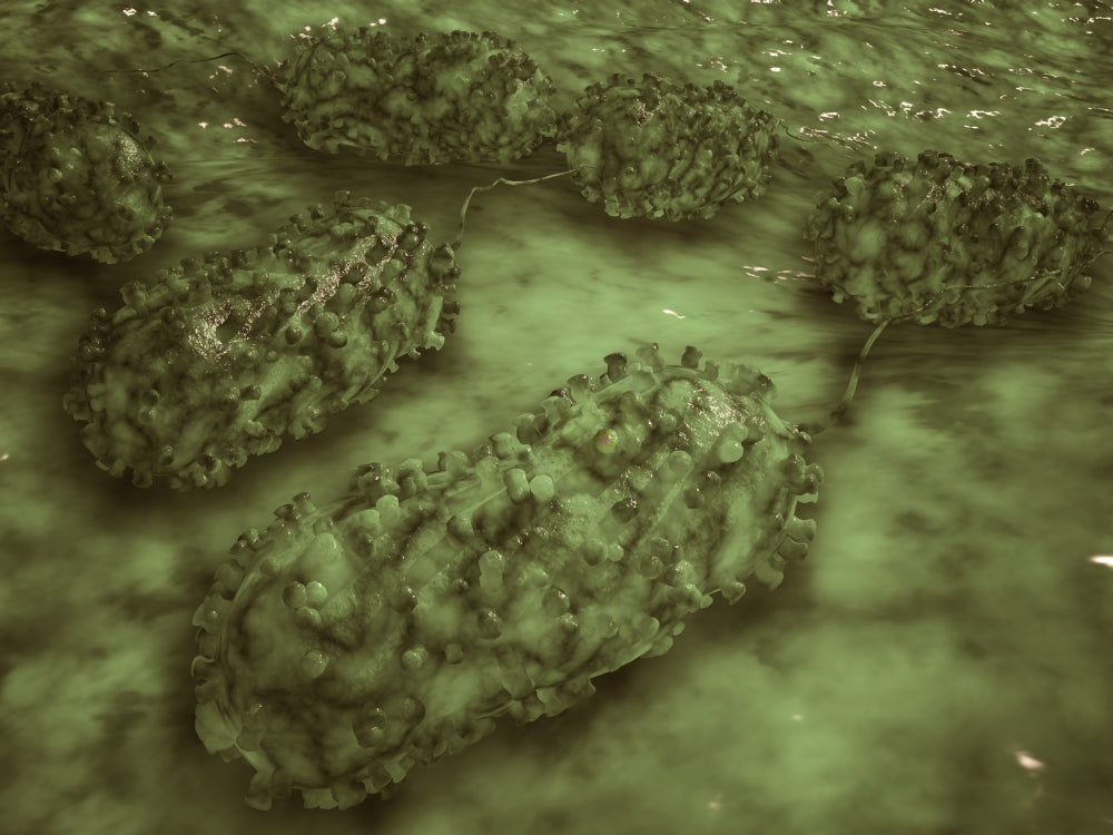 Microscopic view of E. Coli bacteria poster print.