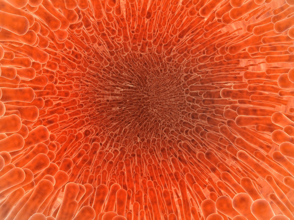 Microscopic view inside artery with intestinal villi poster print.
